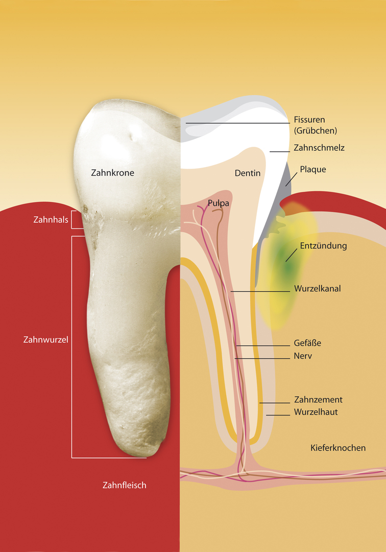 Zahnarzt-Dr.-Ghazal-und-Kollegen-Zahnarztpraxis-Duisburg-Oberhausen-Implantologie-Oralchirurchie-Zahnästhetik-Do-Zahn-we-do-it-Parodontologie-Info